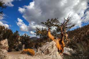 Bristlecone Pine-9124